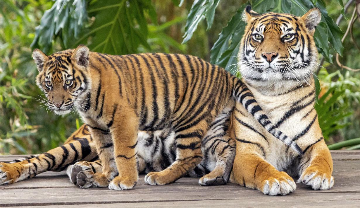 Harimau Sumatra (Pantheras tigris sumatra)